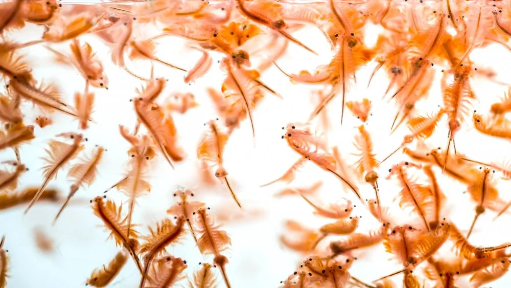 La Véritable Histoire des Sea-Monkeys: Célébrité et Controverse