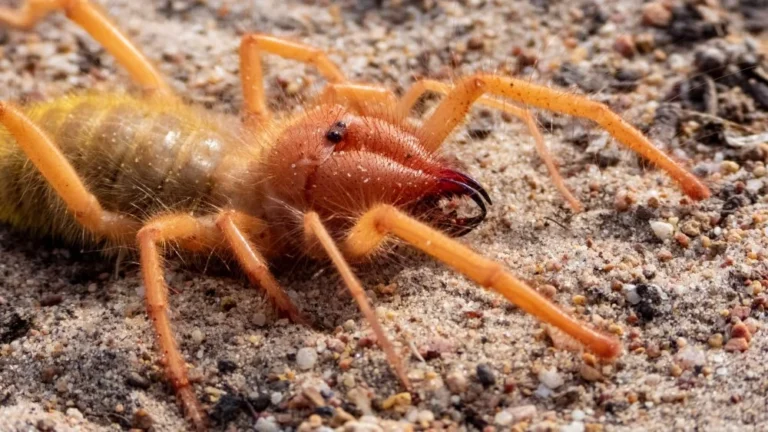La Vérité Étrange sur les Araignées de Chameau