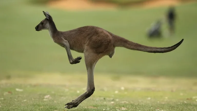 La Vitesse Étonnante des Kangourous : Combien Peuvent-ils Aller ?