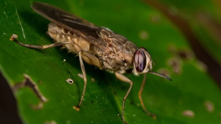 La vérité sur la mouche la plus dangereuse du monde
