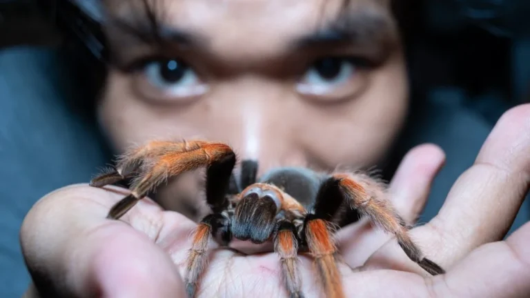 La vérité sur le nombre d&rsquo;araignées avalées en dormant