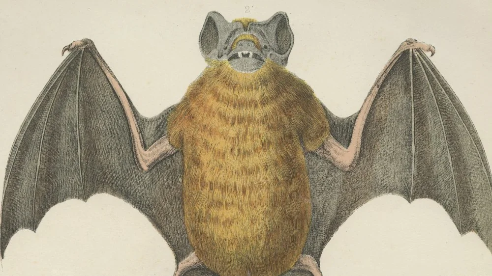 La vérité surprenante sur les bombes à chauves-souris de la WWII