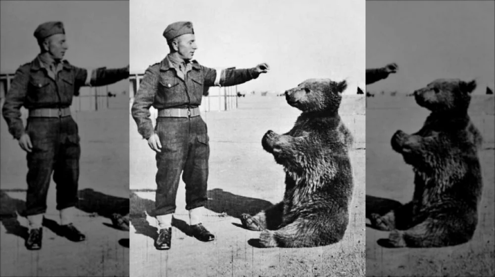 Le Bear Wojtek : Mascotte Insolite de la Seconde Guerre Mondiale
