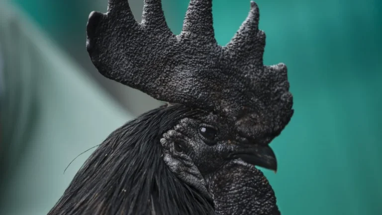 Le Mystère de l&rsquo;Ayam Cemani, le Poulet le Plus Cher du Monde