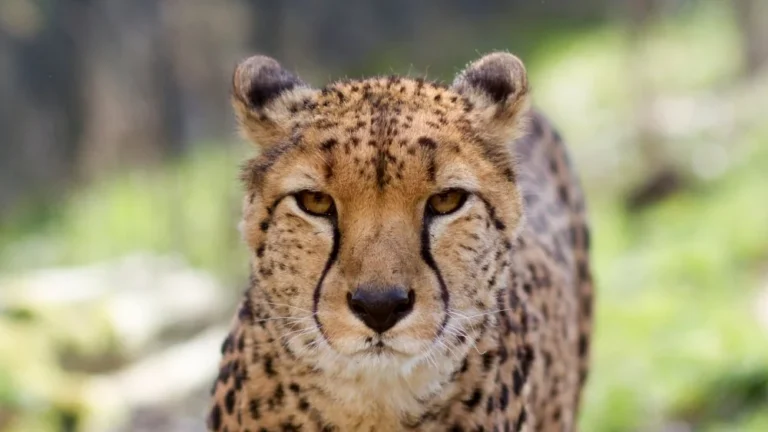 Le chat égyptien Mau : le plus proche du guépard