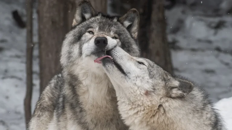 Le chien qui ressemble le plus à un loup : étonnant !