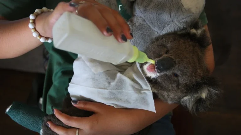 Le sommeil des koalas : de 18 à 22 heures par jour !