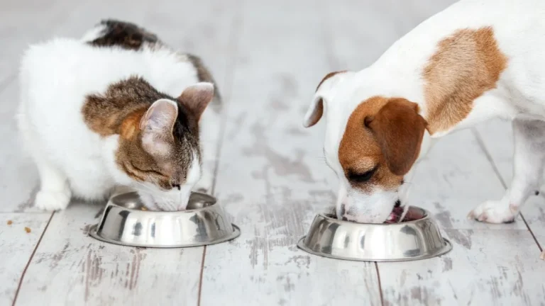 Les Chiens Qui Agissent Comme des Chats : Top 3 Révélés