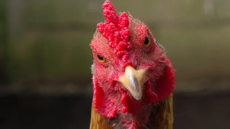 Les Poules Les Plus Agressives du Monde : Zoom sur la Malay