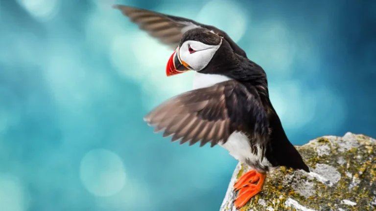 Les Puffins Utilisent des Outils : Une Découverte Étonnante