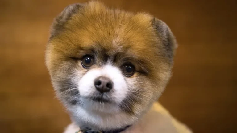 Les races de chiens qui ressemblent toujours à des chiots