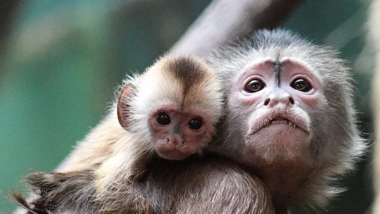 Marina Chapman : La fille élevée par des singes capucins