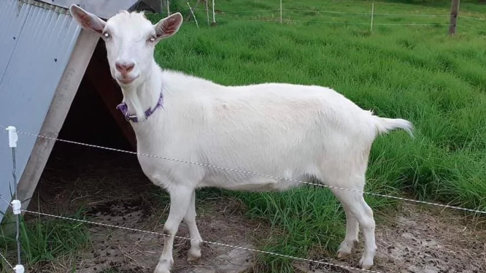 Peaches la chèvre thérapeutique retrouvée par Bunter la vache