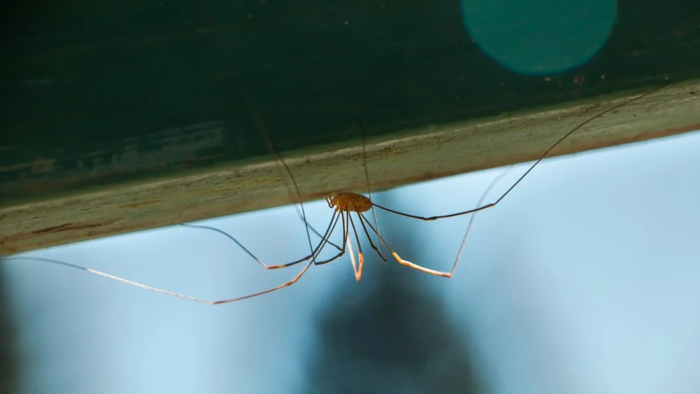 Pourquoi les Daddy Long-Legs ne sont pas considérés comme des araignées