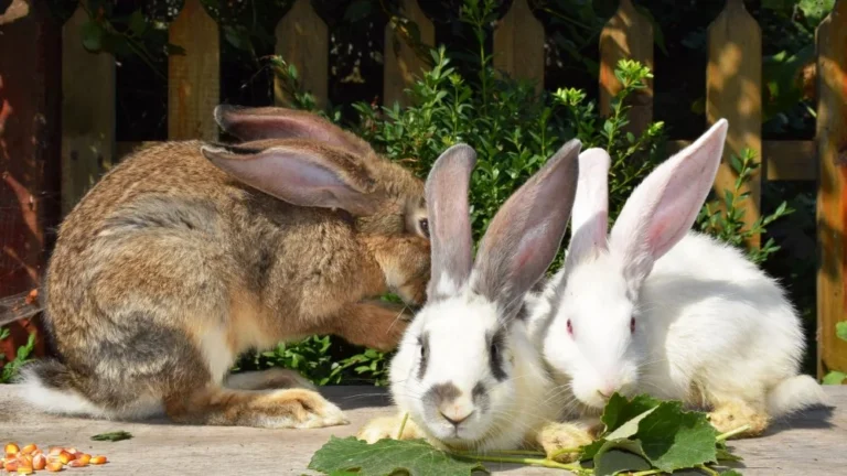 Quel lapin choisir comme meilleur animal de compagnie?