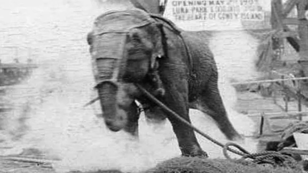 Thomas Edison a-t-il vraiment électrocuté un éléphant ?