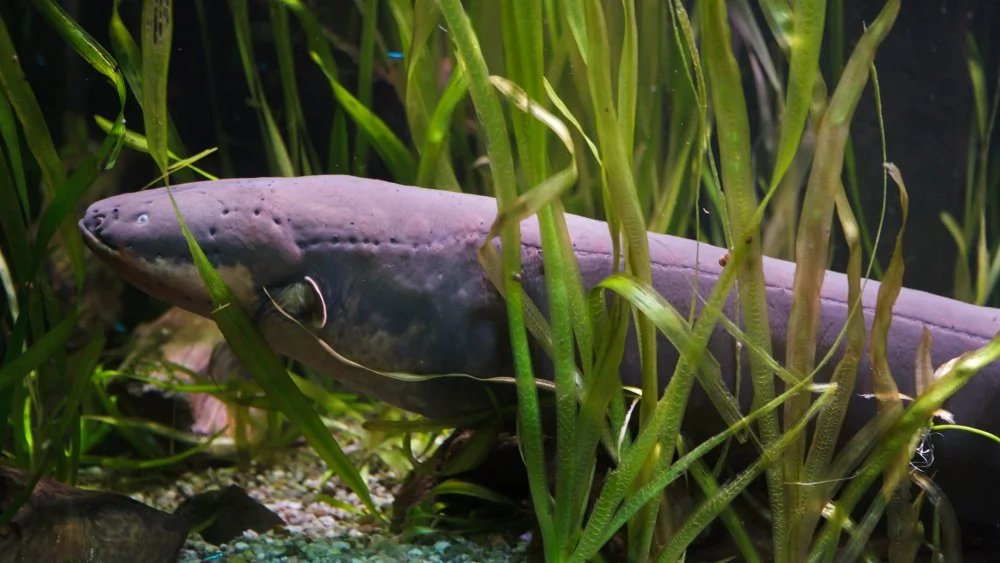 Un Anguille Électrique Pour Illuminé Le Sapin de Noël