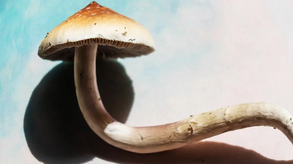 Un Spray Nasal à Base de Champignons Magiques Arrive