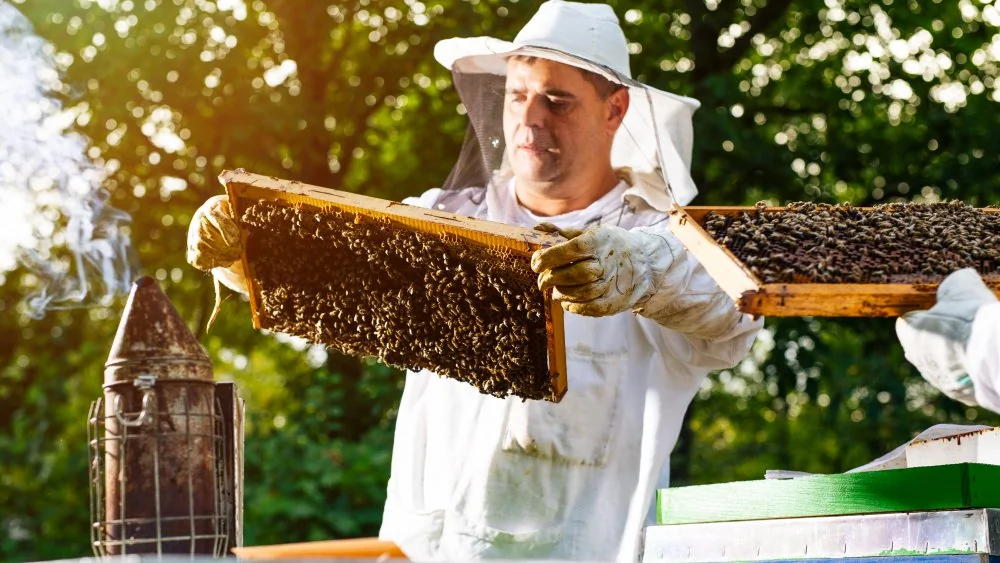 Un homme de l'Arizona enregistre une ruche comme animal de soutien