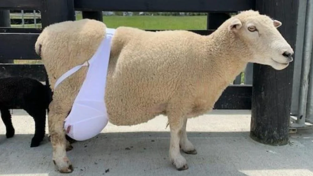 Une Brebis Porte un Soutien-Gorge Humain pour ses Mamelles