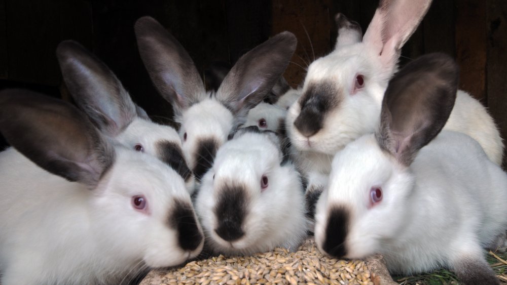 Lapin de race Californian