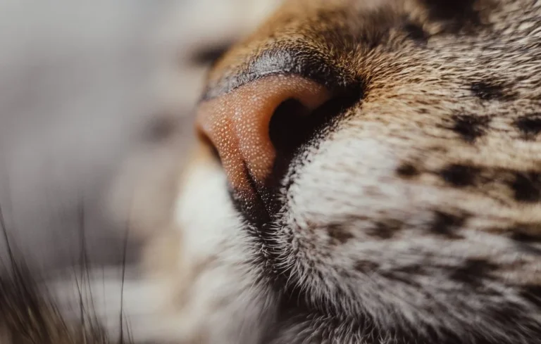 Il adopte un chat et découvre qu&rsquo;il risque l&rsquo;euthanasie