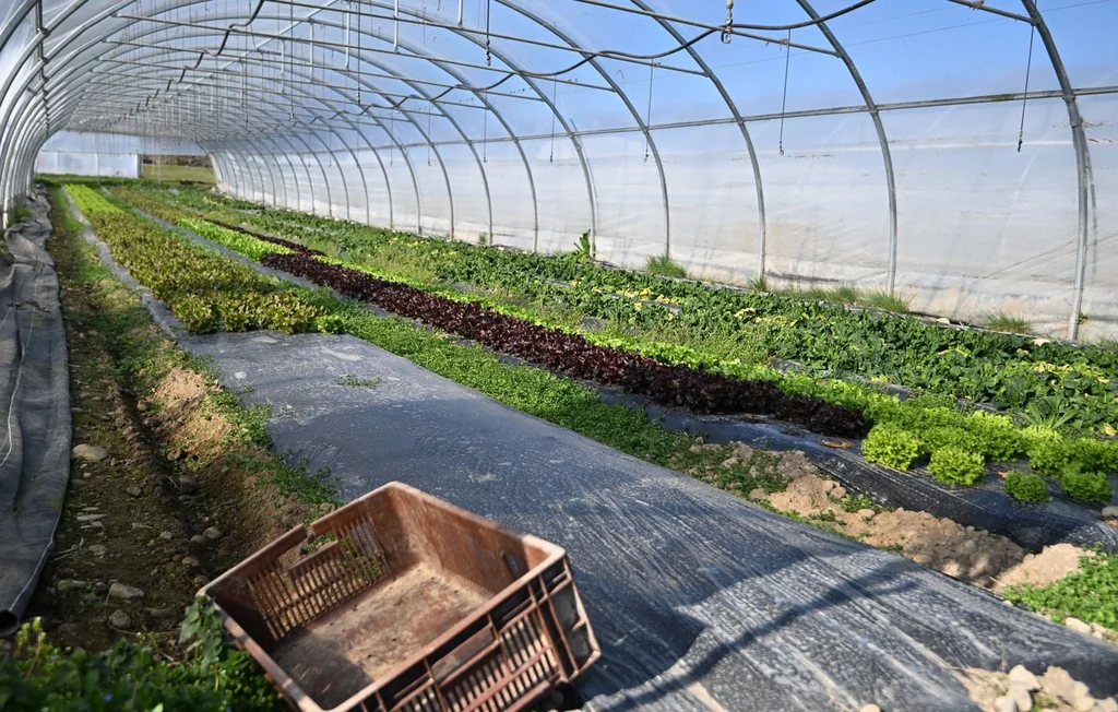 Agriculture Bio : Baisse Inédite du Nombre de Fermes en France