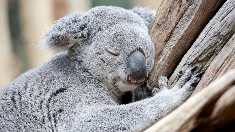 Koala