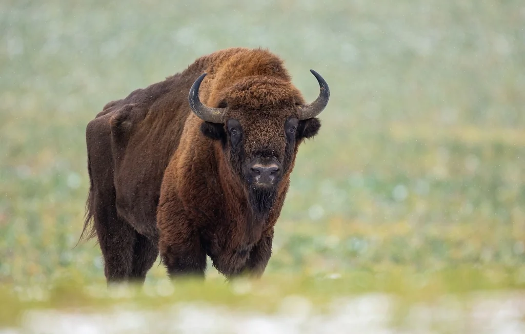 Bison d'Europe : le succès historique d'une réintroduction