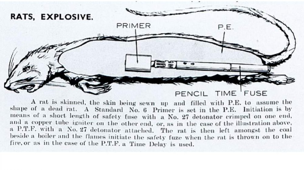 Schéma d'un rat explosif