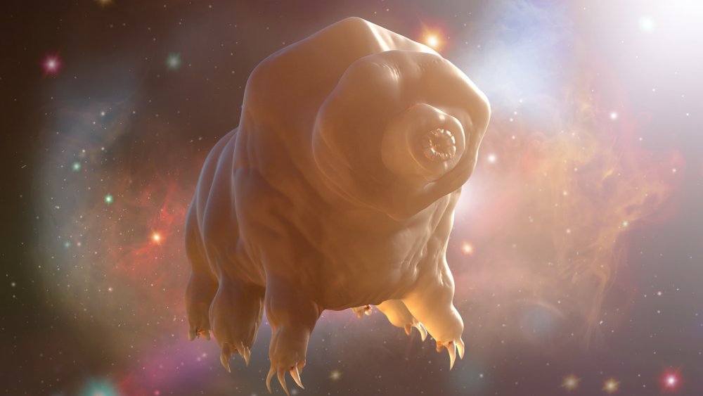 Illustration d'un tardigrade