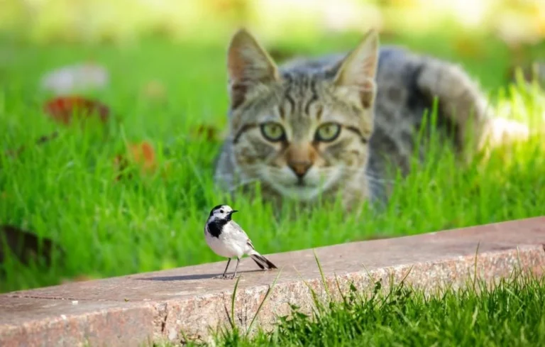 Dégâts du chat chez le voisin : la propriétaire condamnée