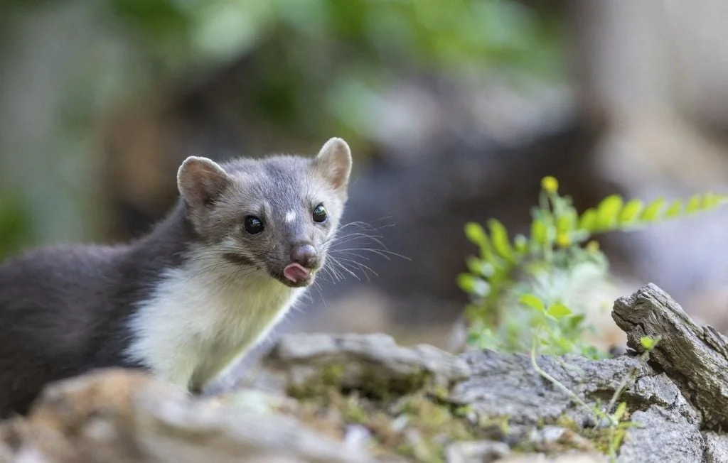 Éliminer les animaux nuisibles coûte 8 fois plus que leurs dégâts