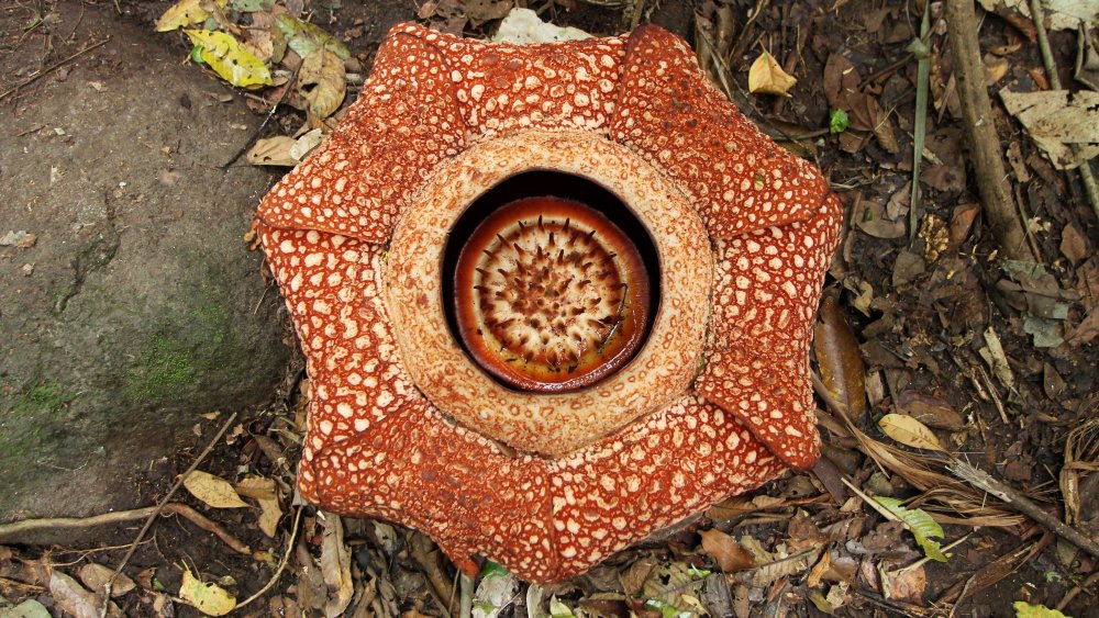 Rafflesia close-up