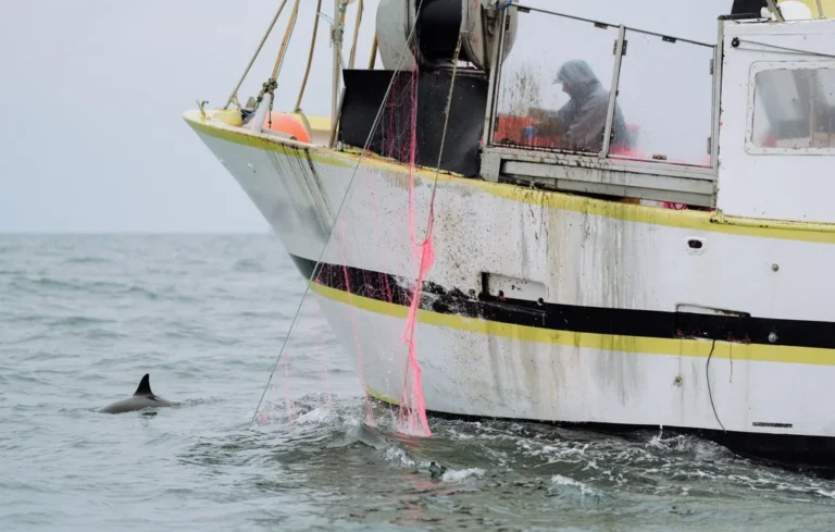 Golfe de Gascogne : l&rsquo;espérance de vie des dauphins en chute libre