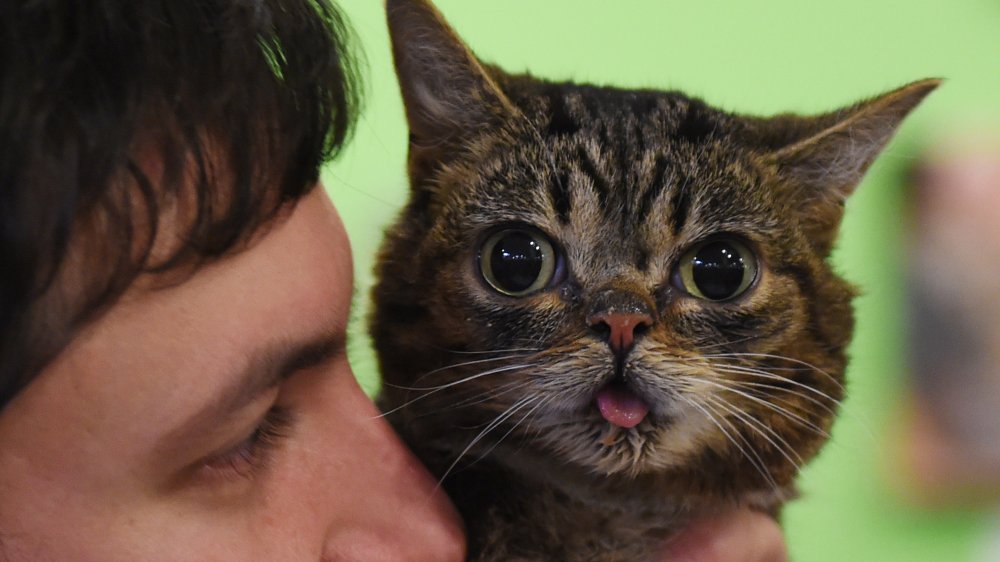 Lil Bub, chatte adorée du web, en hommage