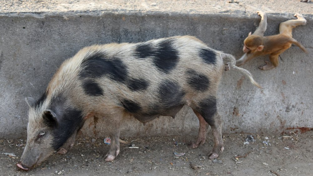 Chimères singe-cochon en science