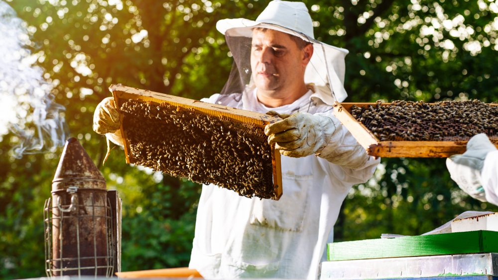 Apiculteur