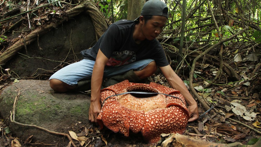 Rafflesia n' friendz