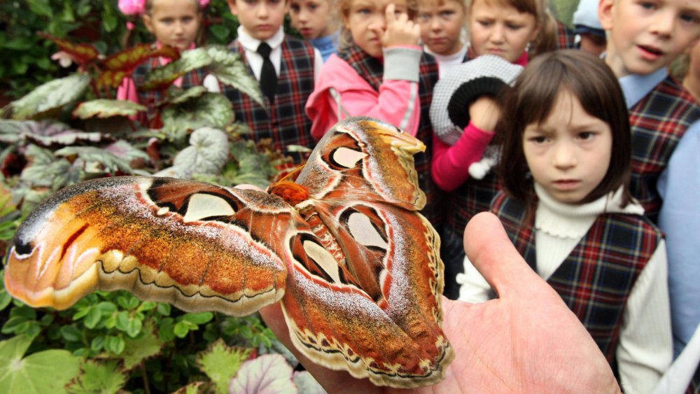 Papillon atlas (Attacus atlas)