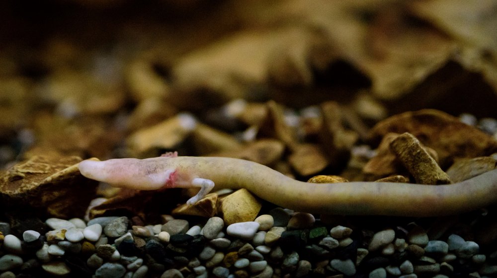 Olm dans une grotte