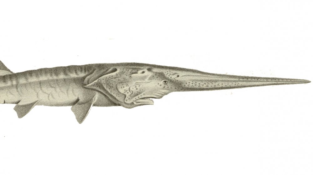 Poisson-loup chinois