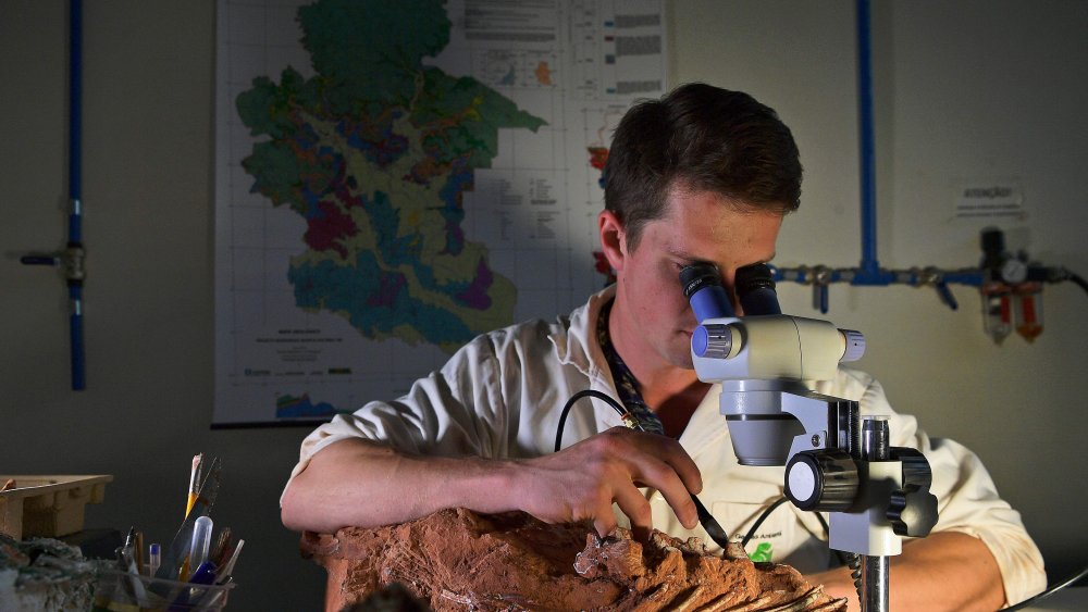 Tardigrade vu au microscope