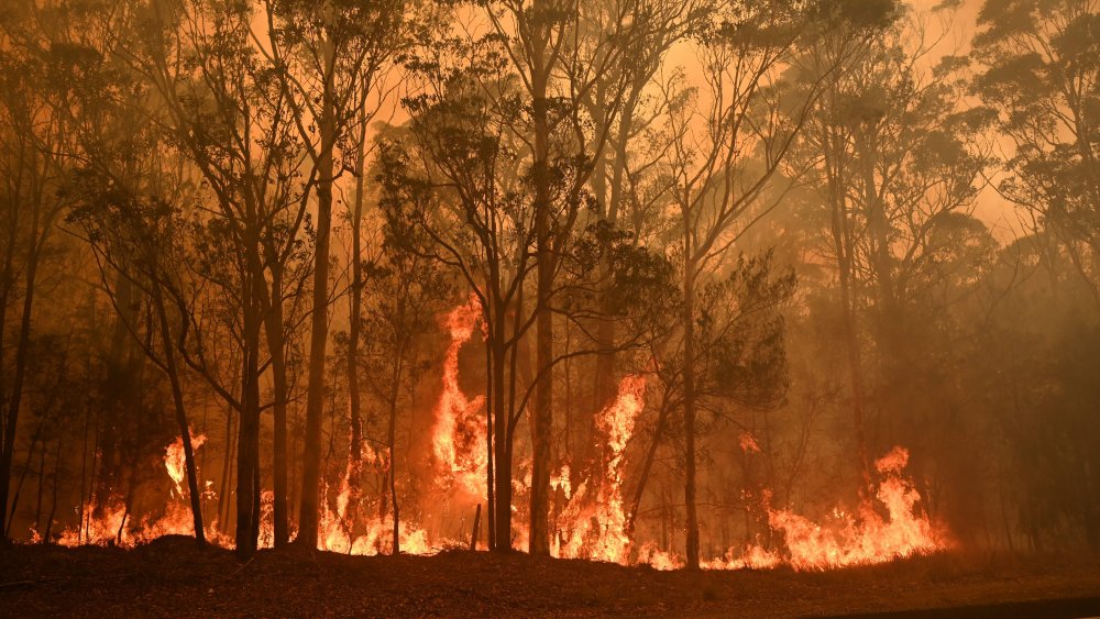 Feux de forêt en Australie