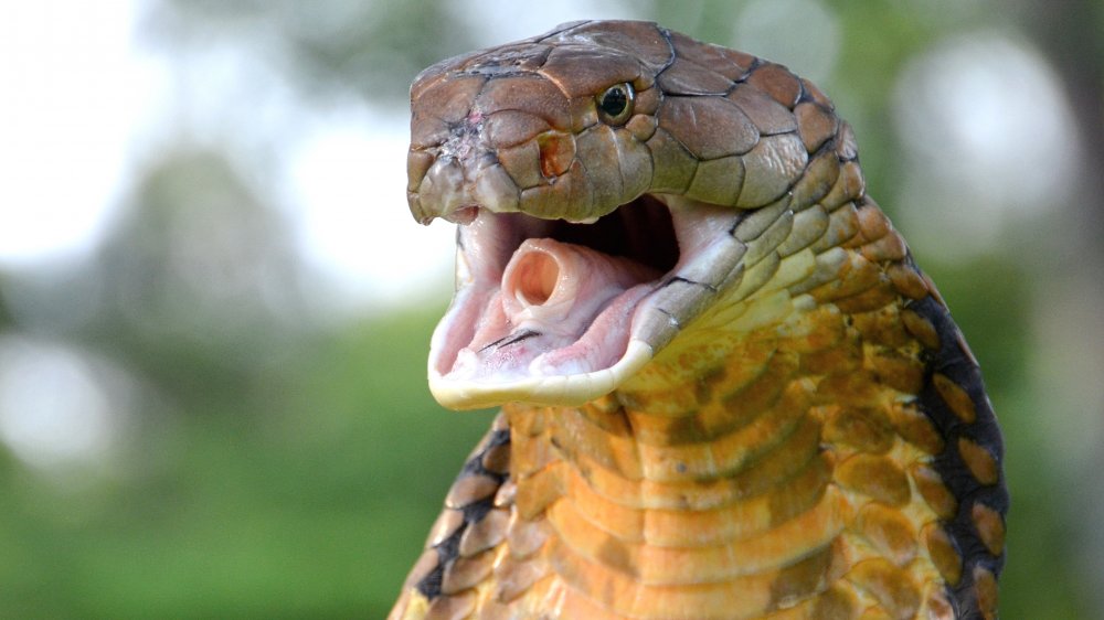 King cobras in the porcelain throne