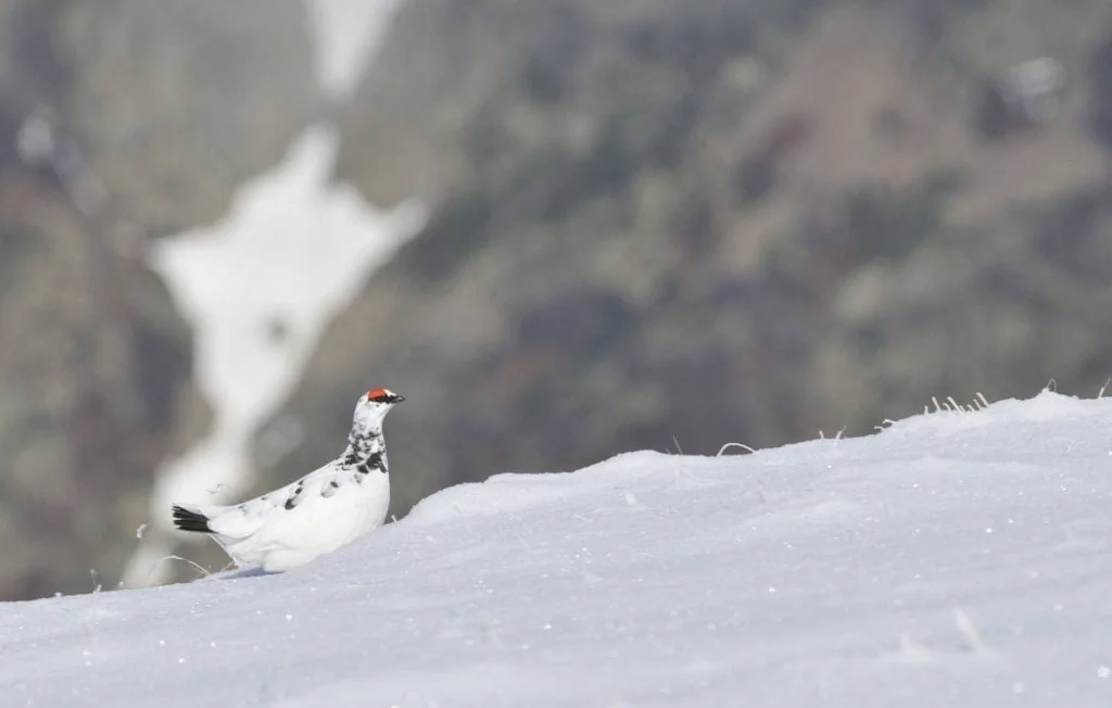 Lagopède alpin : la chasse suspendue pour cinq ans