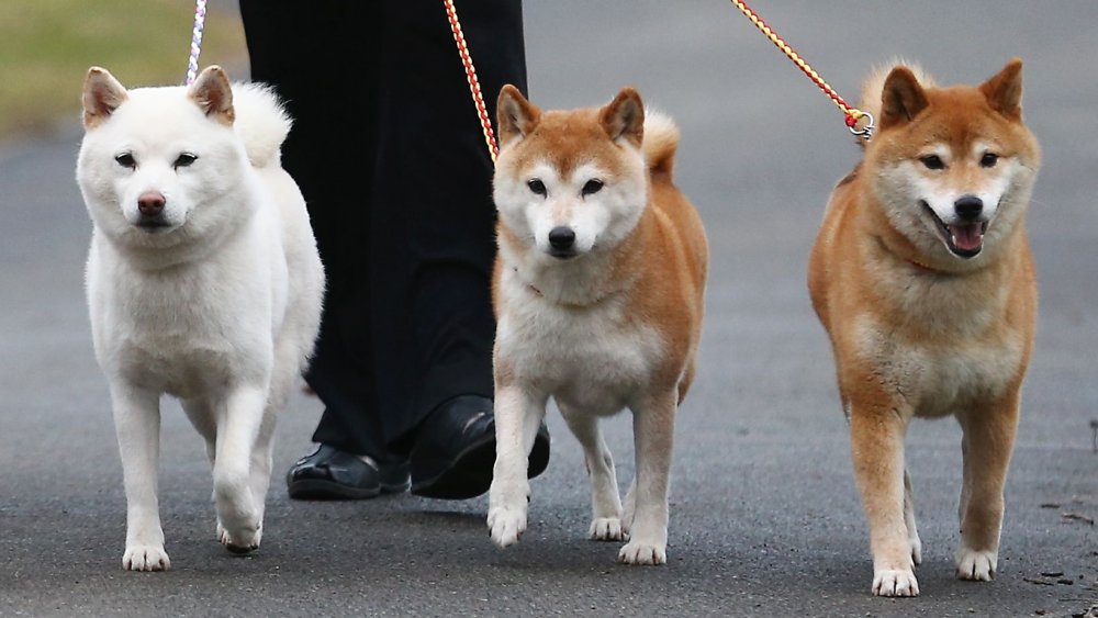 Shiba Inus