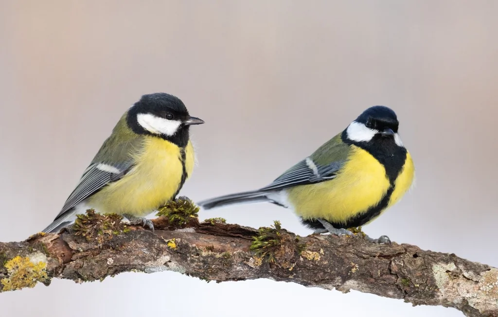 Les mésanges charbonnières ont leurs propres traditions sociales