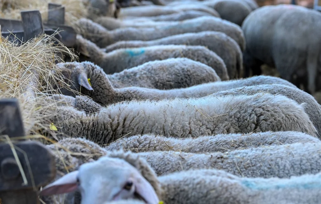 Moselle : Enquête ouverte après la découverte de 40 moutons morts