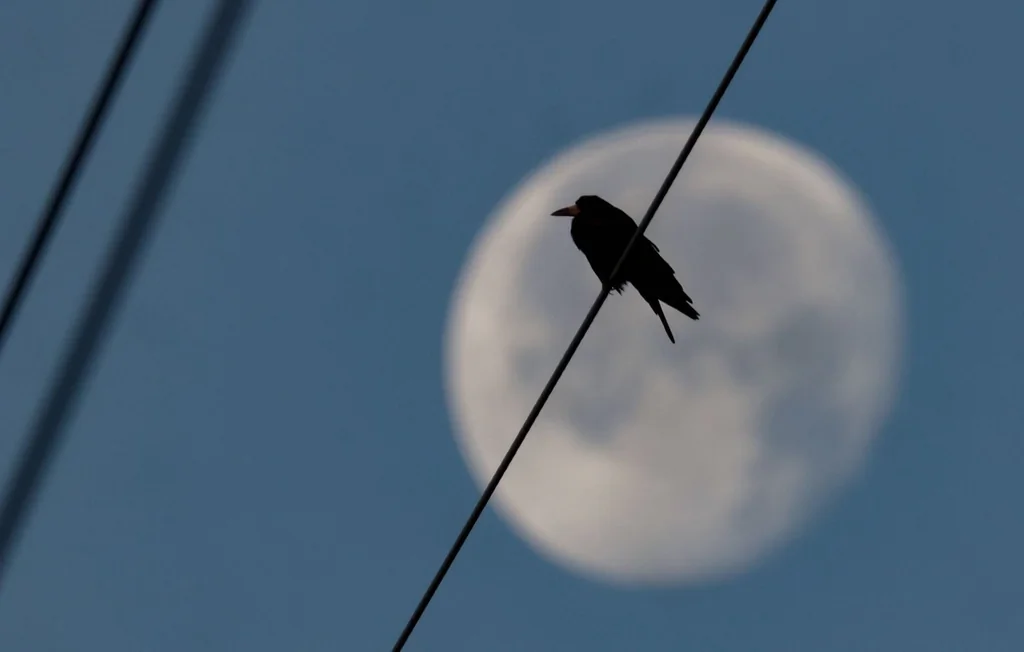 Municipales : un corbeau accuse une candidate de voler des croquettes